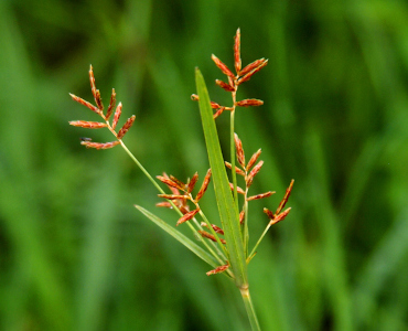 [Growing from the upward blades of grass are thin green offshoots topped with rust-colored 'fingers'. The rust-colored part appears to be lots of seeds.]
